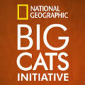 Big-cats
