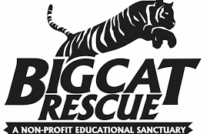 big-cat-rescue