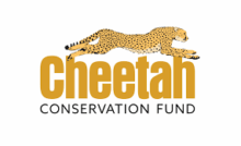 cheetah-conservation-fund