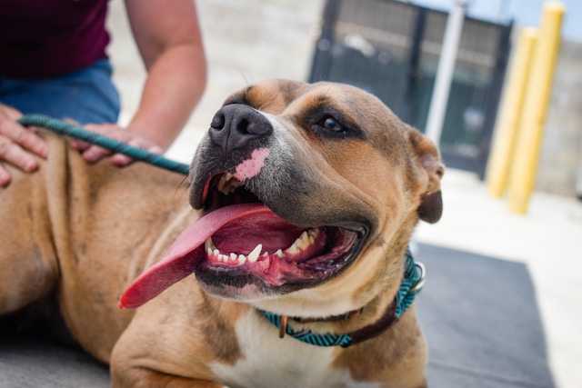 animal shelters in beverly hills, ca